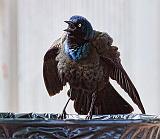 Ruffled Grackle_26877